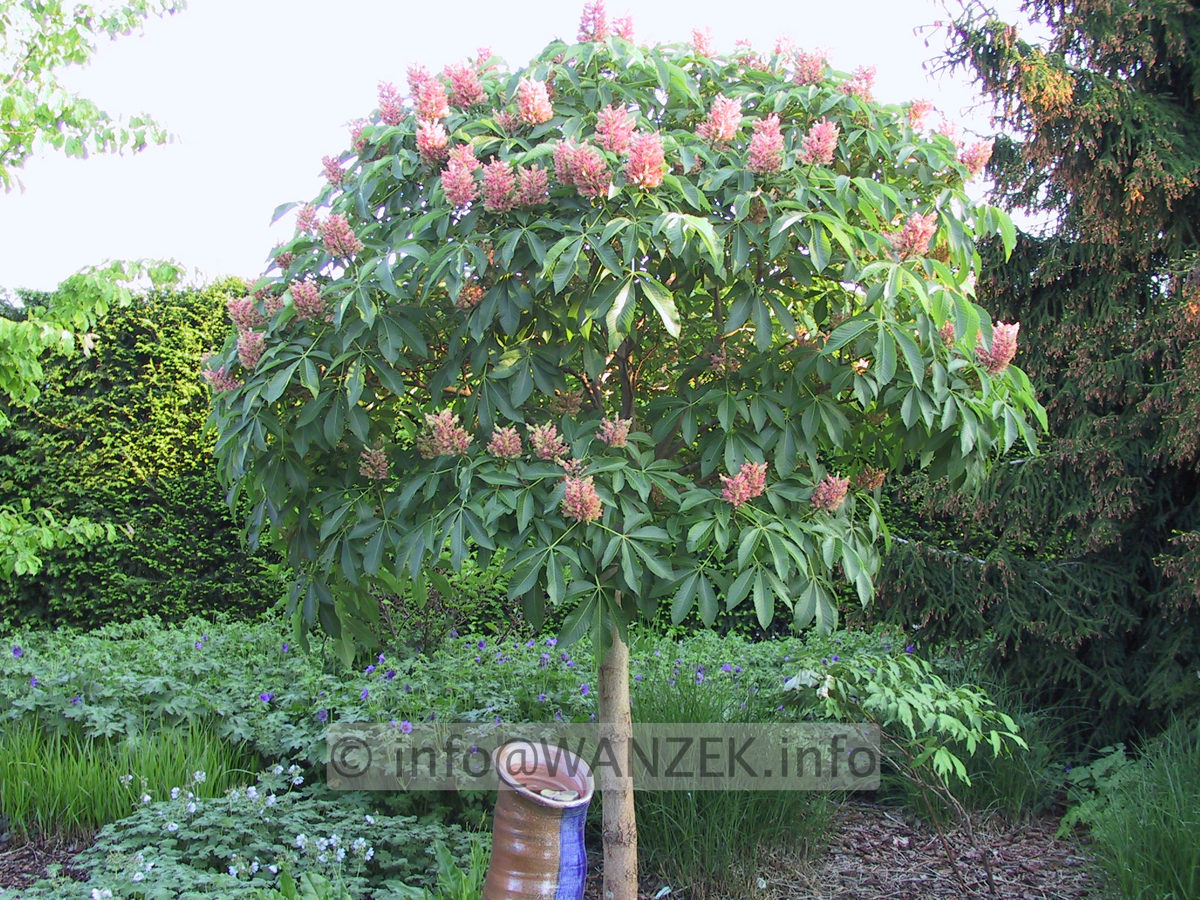 Aesculus pavia Khoenei 05.JPG